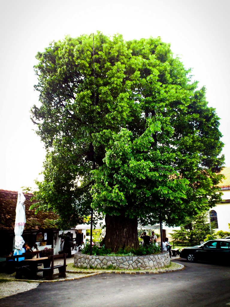 Gornja Stubica 3
