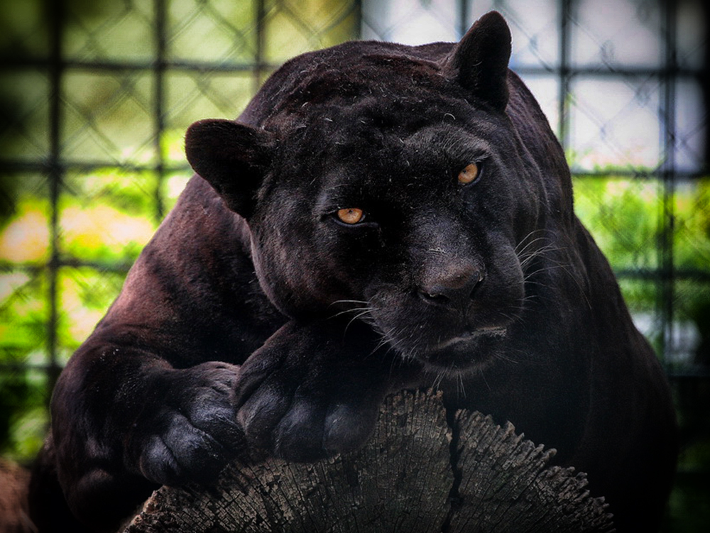 ZAGREB ZOO (10)