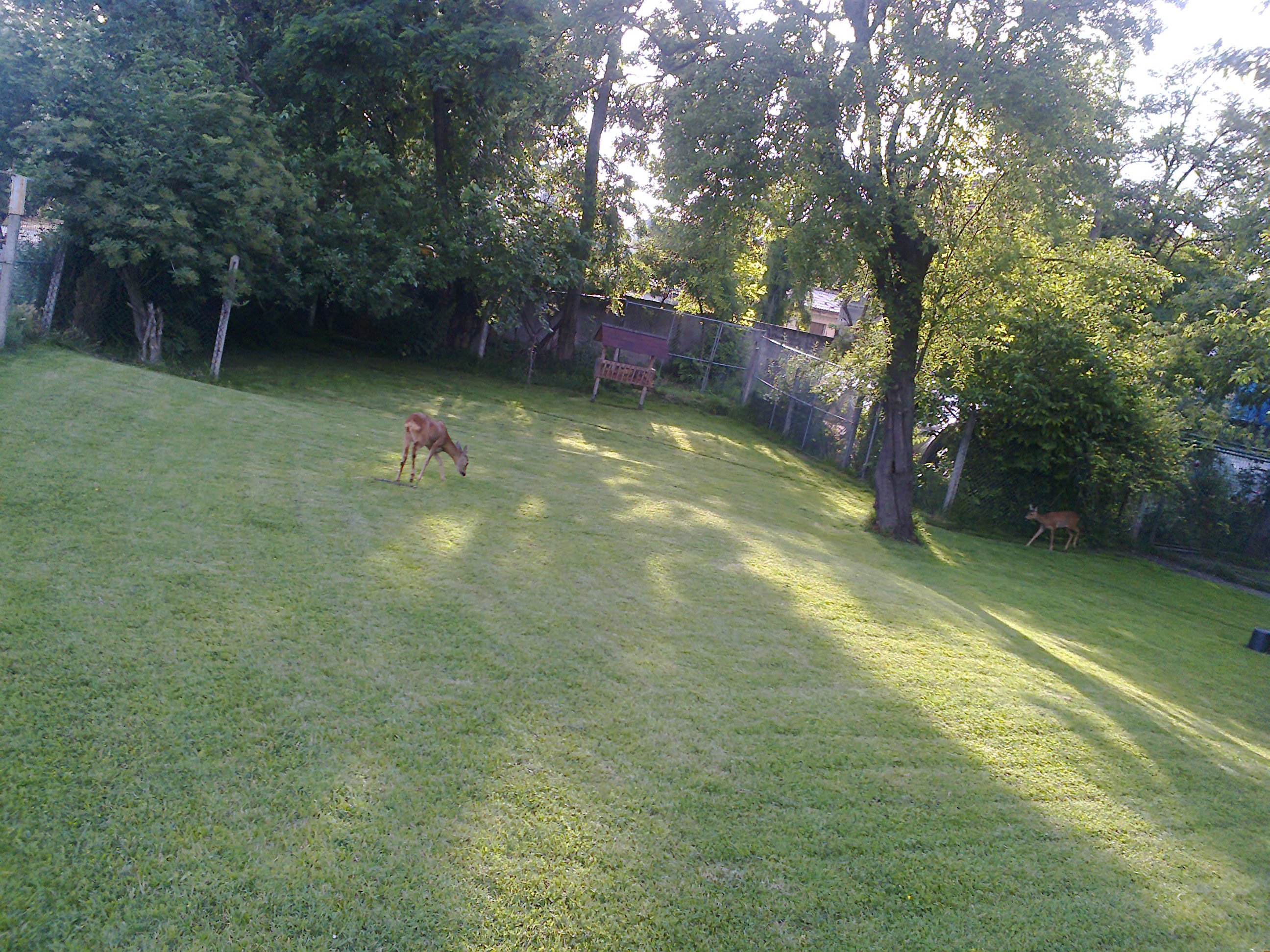 Roe deers