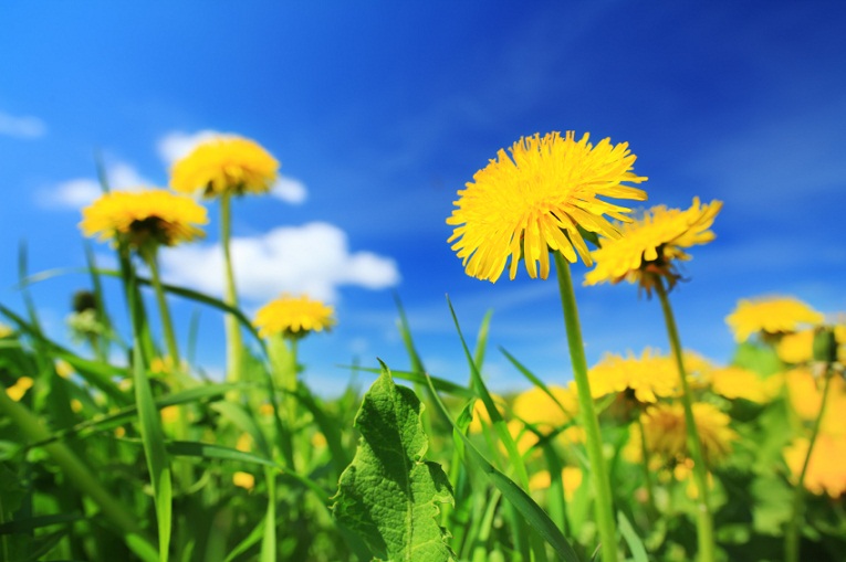 Top 5 Mediterranean Plants