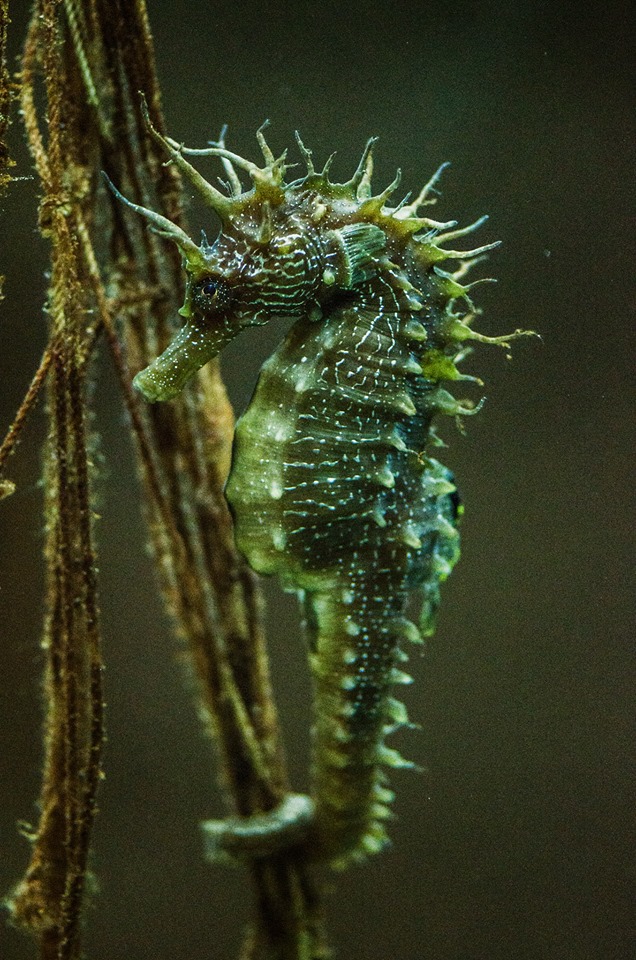 The Pula Aquarium