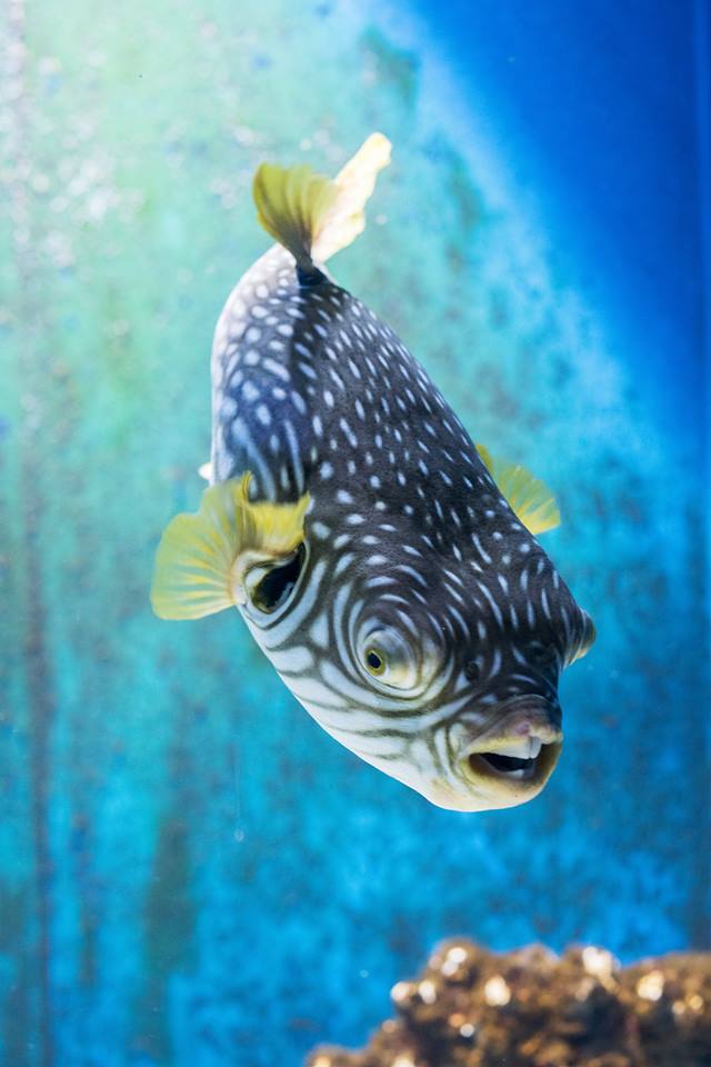 The Pula Aquarium