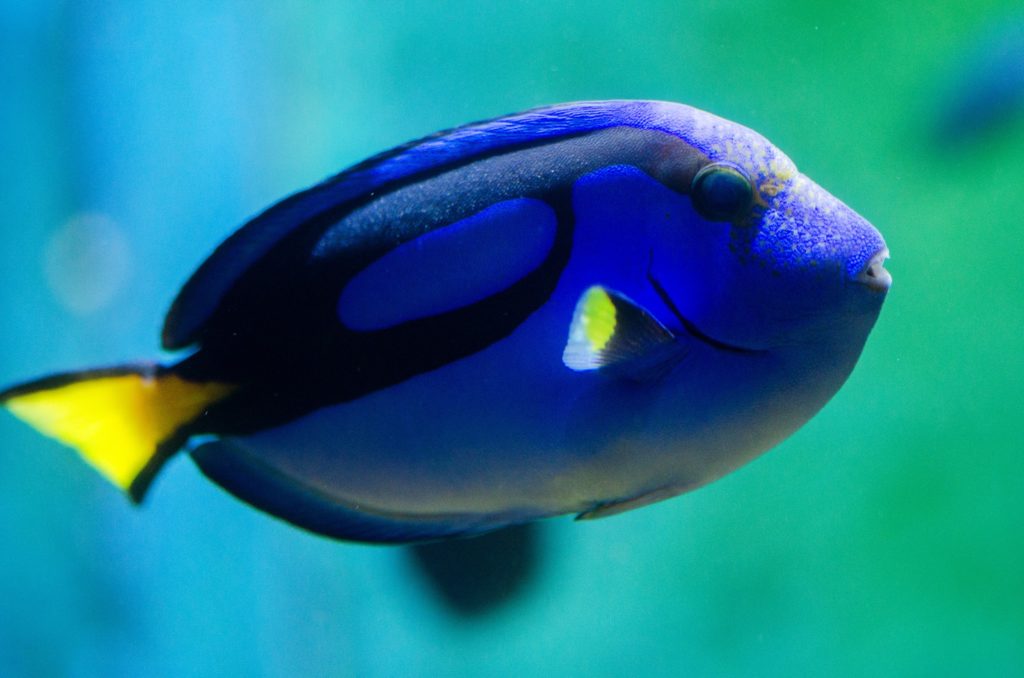 The Pula Aquarium