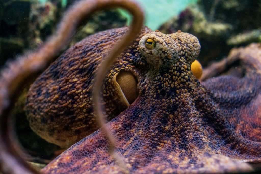 The Pula Aquarium