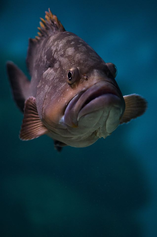 The Pula Aquarium