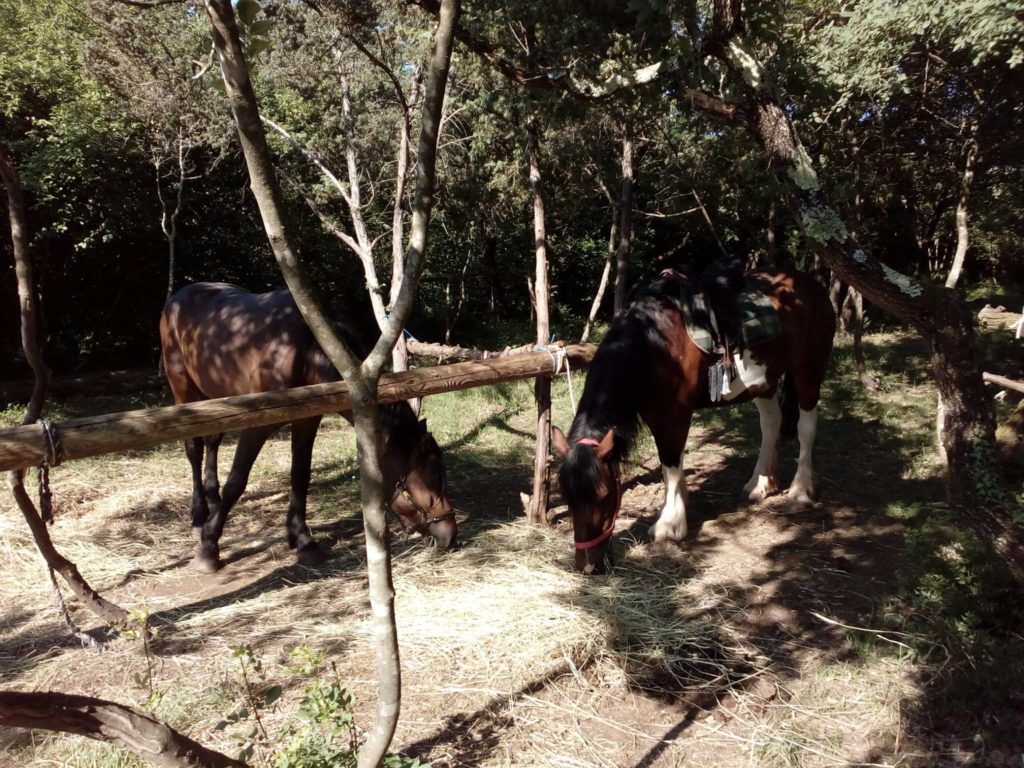Ranch Nemir i Sjena