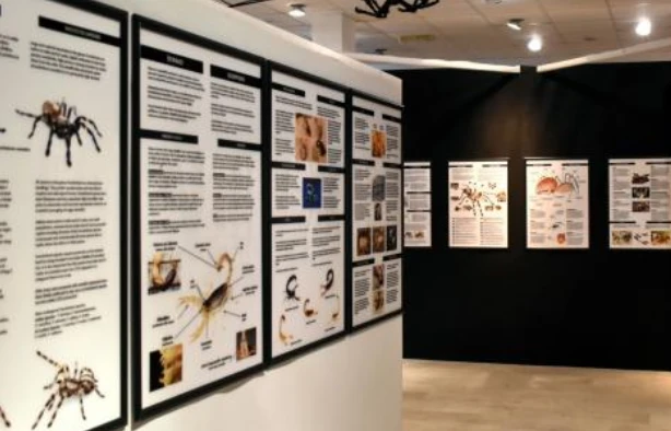 Exhibition: ArachnoTerra